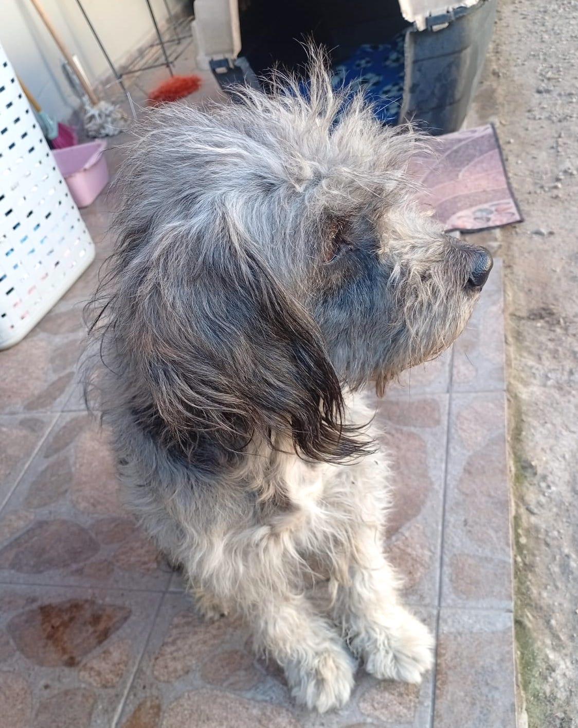 Princess (9) — thumbnail 4