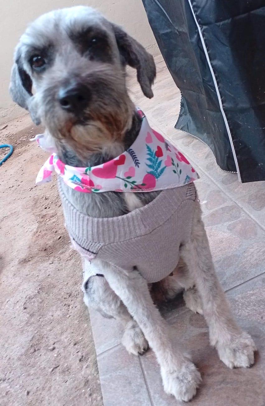 Princess (9) — thumbnail 5