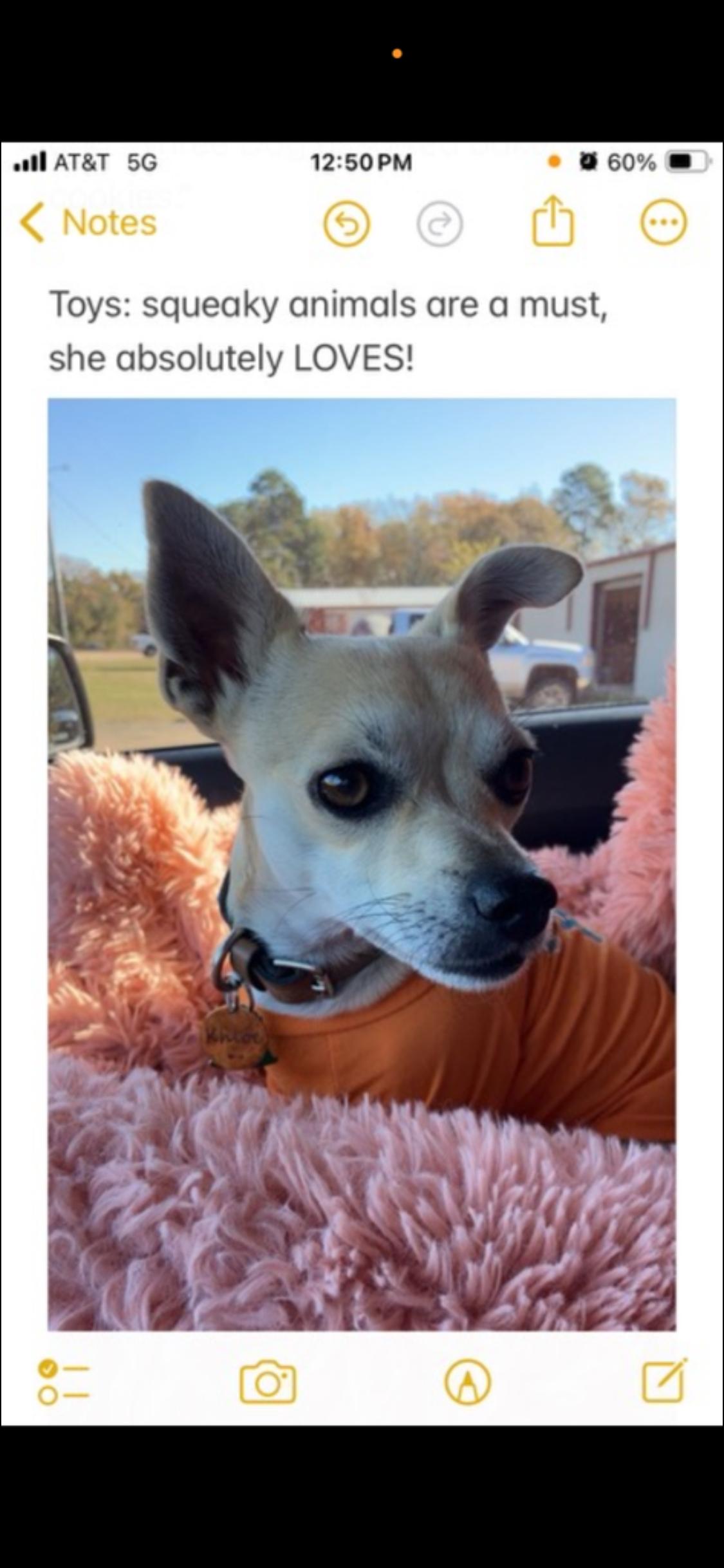 Khloe, ADOPTABLE, Adult Female Chihuahua & Rat Terrier.