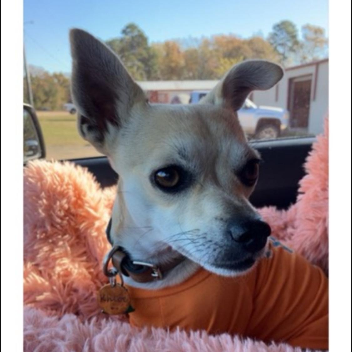 Enlarge Khloe, a Adoptable mixed breed in Garland, TX image 1/5