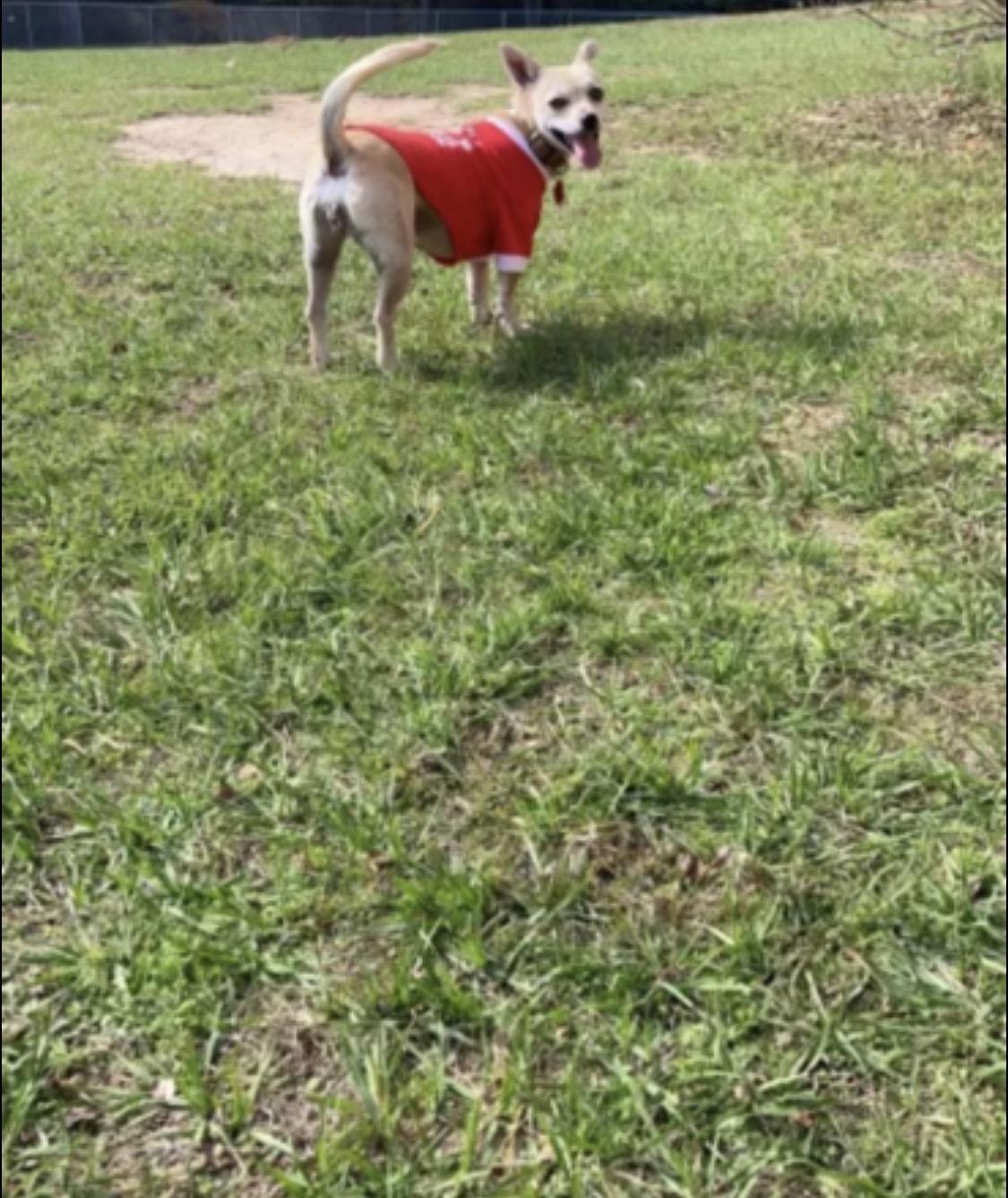 Enlarge Khloe, a ADOPTABLE mixed breed in Garland, TX image 4/5