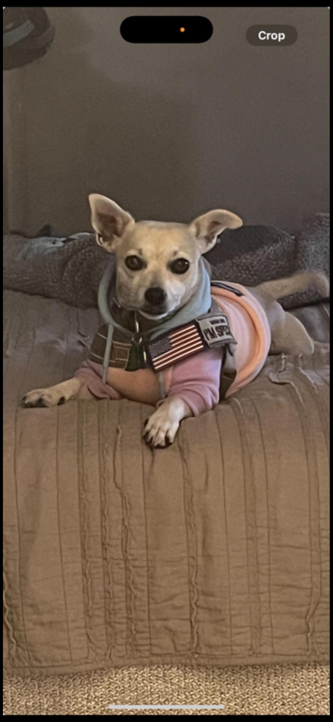Enlarge Khloe, a ADOPTABLE mixed breed in Garland, TX image 5/5