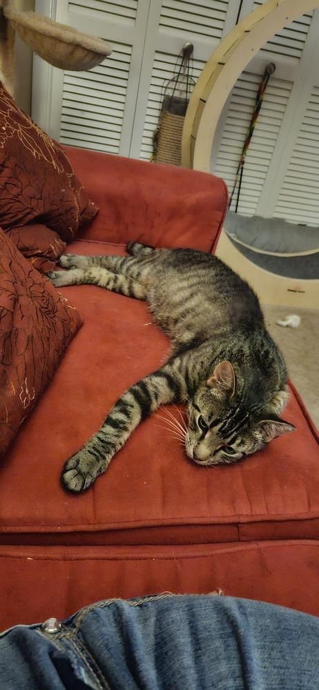 Pippa *BONDED PAIR with Momma Poppy*, Adoptable, Young Female Domestic Short Hair.