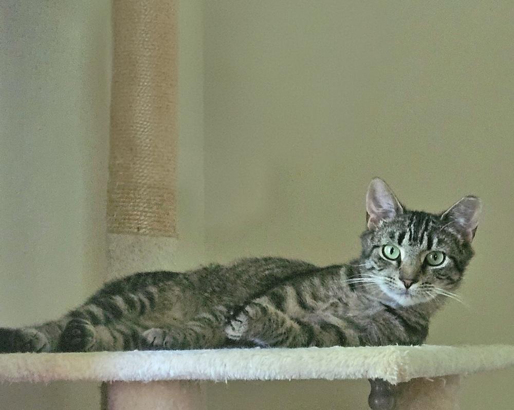 Enlarge Pippa *BONDED PAIR with Momma Poppy*, a Adoptable Domestic Short Hair in catonsville , MD image 2/6