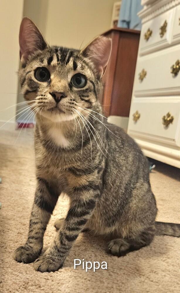 Enlarge Pippa *BONDED PAIR with Momma Poppy*, a Adoptable Domestic Short Hair in catonsville , MD image 3/6