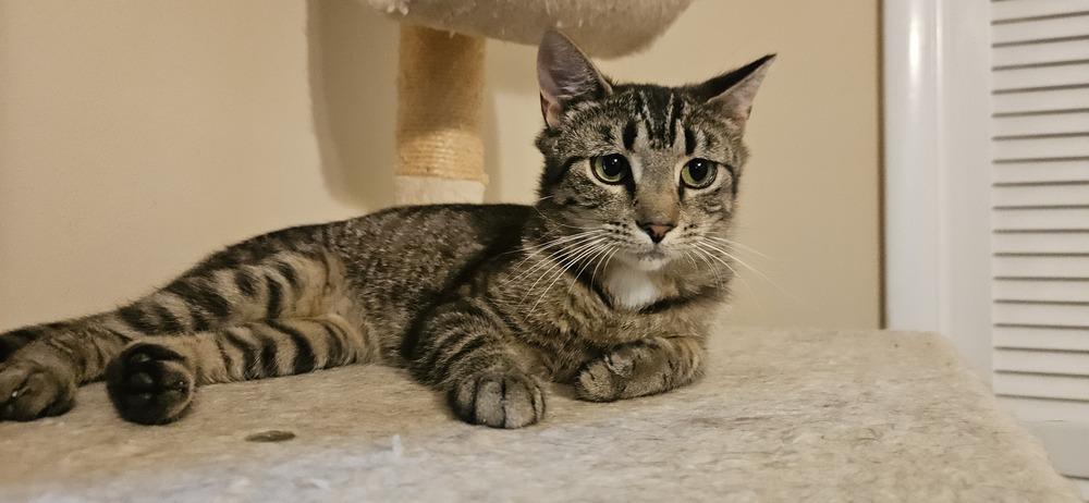 Enlarge Pippa *BONDED PAIR with Momma Poppy*, a Adoptable Domestic Short Hair in catonsville , MD image 4/6
