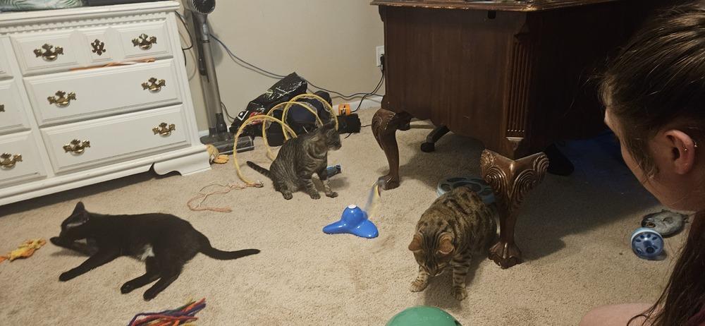 Enlarge Pippa *BONDED PAIR with Momma Poppy*, a Adoptable Domestic Short Hair in catonsville , MD image 5/6