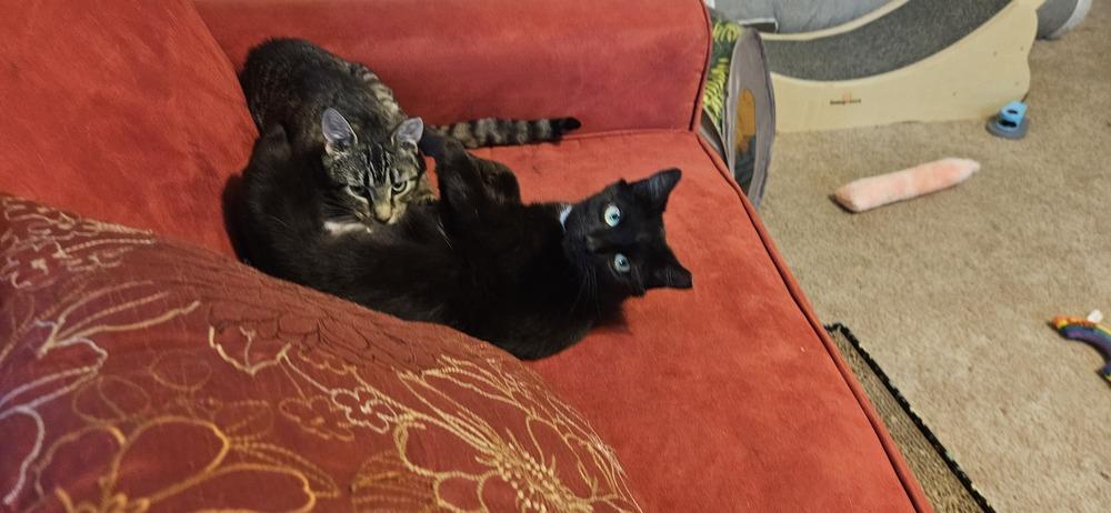Enlarge Pippa *BONDED PAIR with Momma Poppy*, a Adoptable Domestic Short Hair in catonsville , MD image 6/6