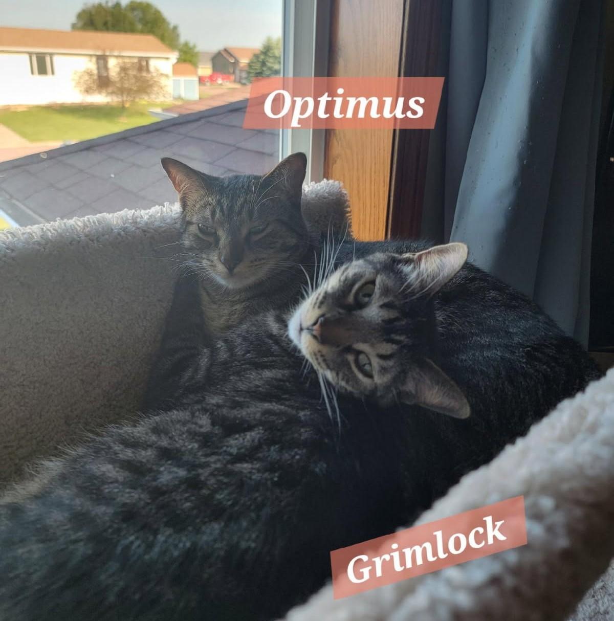 Grimlock, a Adoptable Domestic Short Hair in Sioux Falls, SD image 5/6