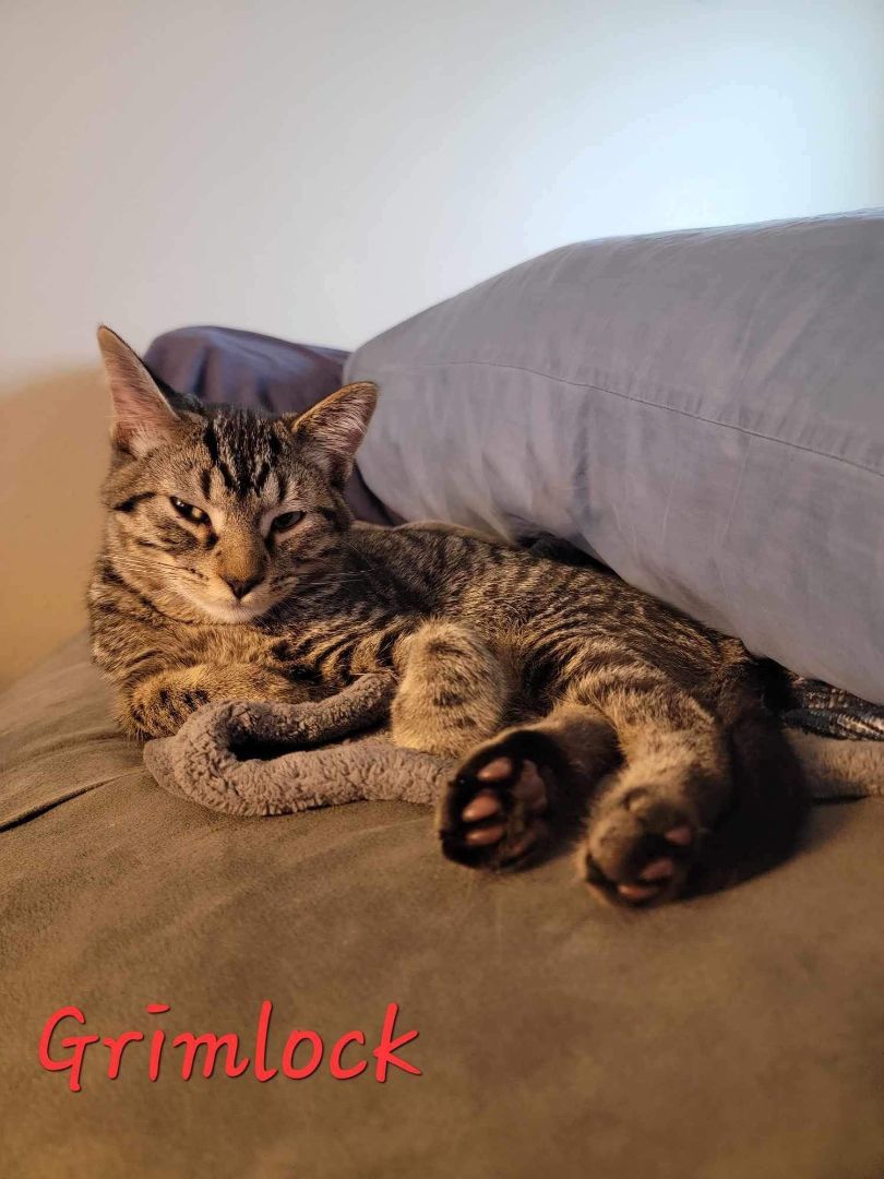 Grimlock, a Adoptable Domestic Short Hair in Sioux Falls, SD image 2/6