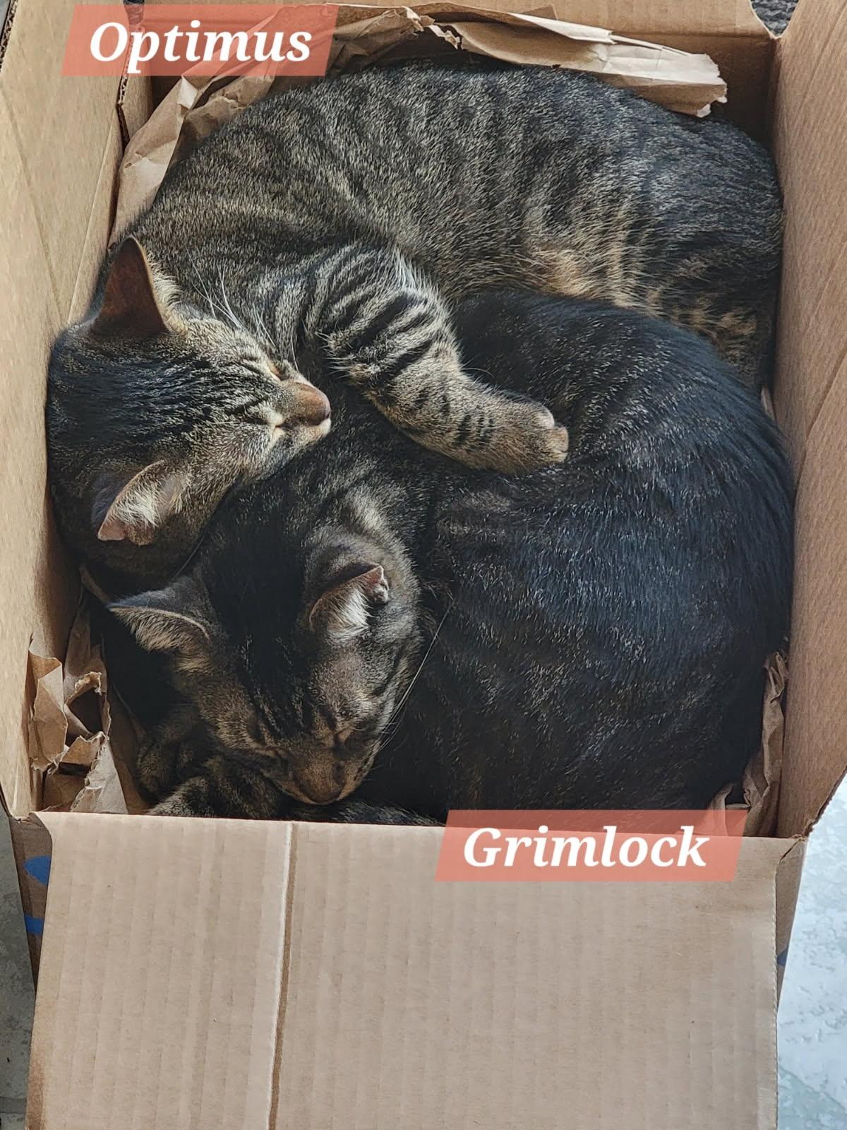 Grimlock, a Adoptable Domestic Short Hair in Sioux Falls, SD image 6/6