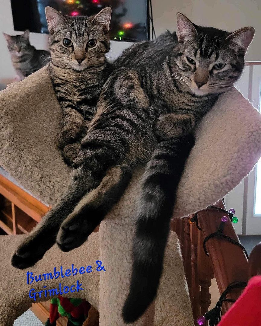 Grimlock, a Adoptable Domestic Short Hair in Sioux Falls, SD image 4/6