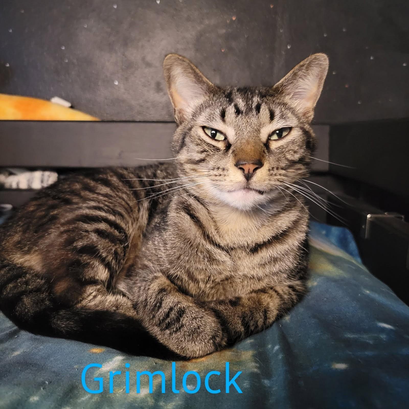 Grimlock, Adult Male Domestic Short Hair