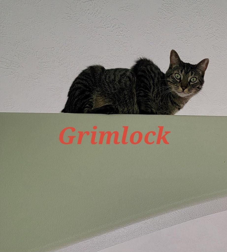 Grimlock, a Adoptable Domestic Short Hair in Sioux Falls, SD image 3/6