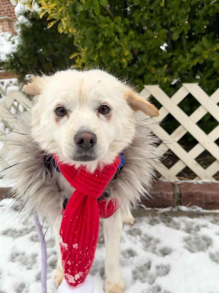 Enlarge Jenna, a Adoptable mixed breed in Long Island City, NY image 1/6