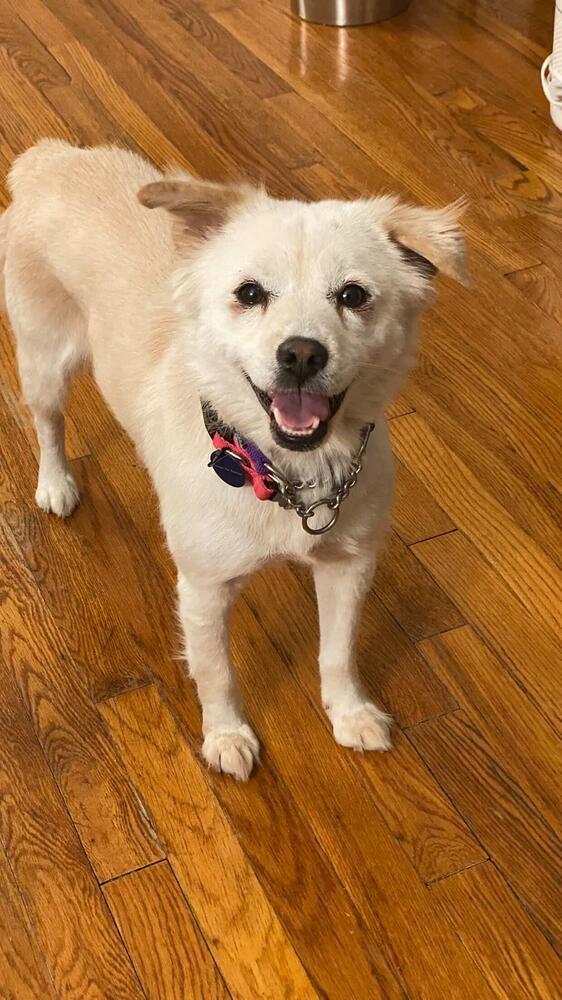 Enlarge Jenna, a Adoptable mixed breed in Long Island City, NY image 2/6