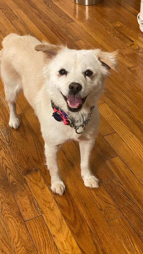 Enlarge Jenna, a Adoptable mixed breed in Long Island City, NY image 3/6