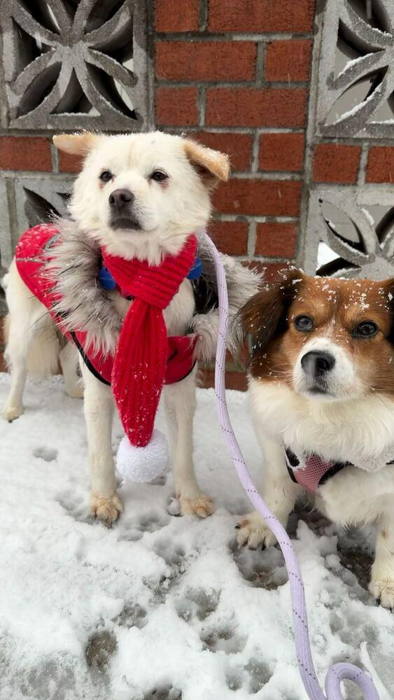 Enlarge Jenna, a Adoptable mixed breed in Long Island City, NY image 4/6