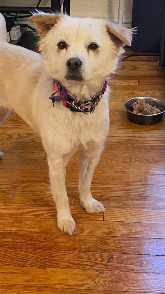 Enlarge Jenna, a Adoptable mixed breed in Long Island City, NY image 5/6