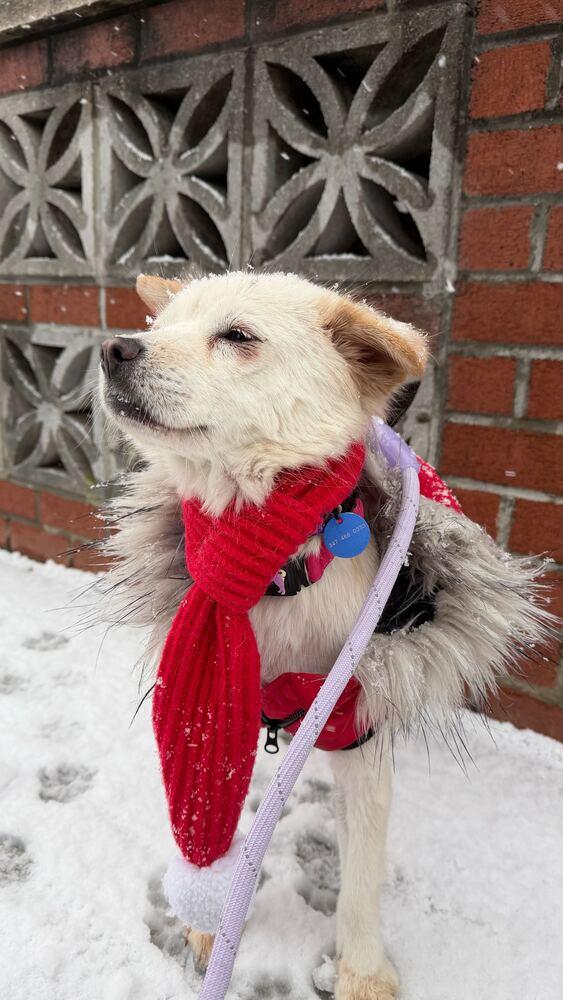 Enlarge Jenna, a Adoptable mixed breed in Long Island City, NY image 6/6