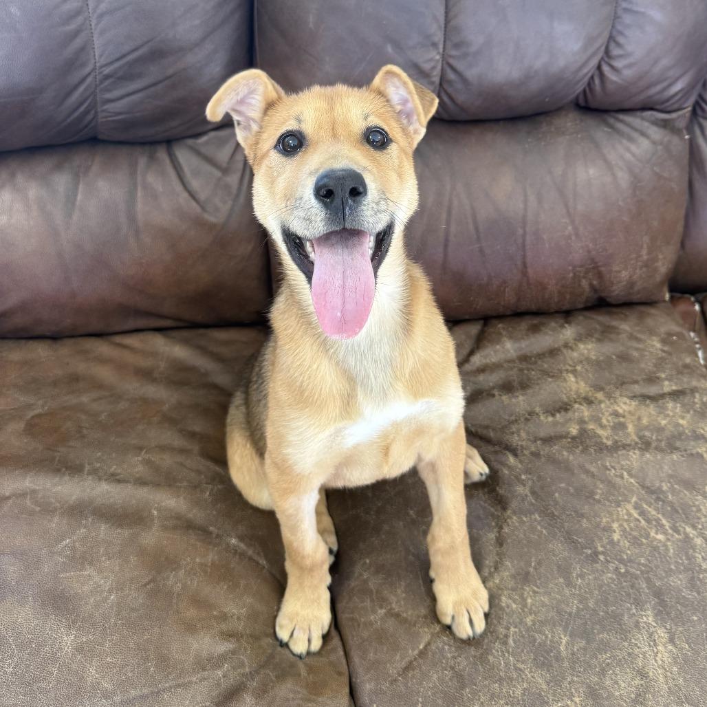 Ruby, Adoptable, Puppy Female Shepherd.