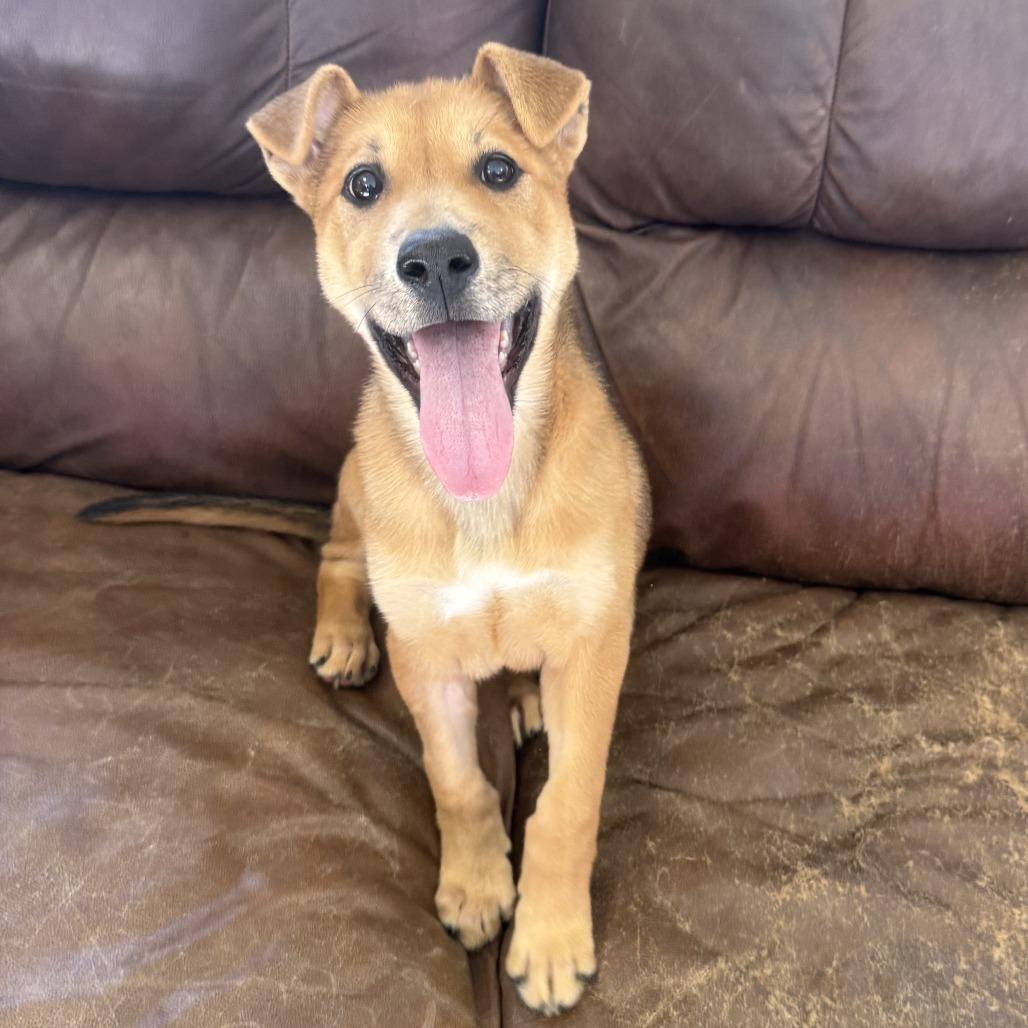 Ruby, a Adoptable Shepherd in Ponca City, OK image 2/6