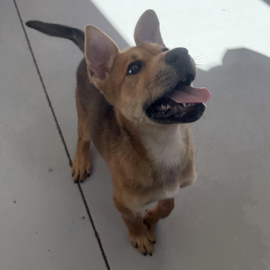 Ruby, a Adoptable Shepherd in Ponca City, OK image 3/6