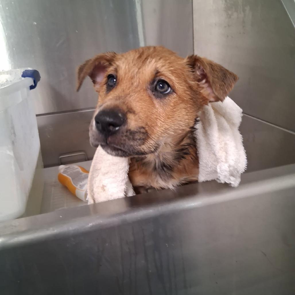 Ruby, a Adoptable Shepherd in Ponca City, OK image 4/6