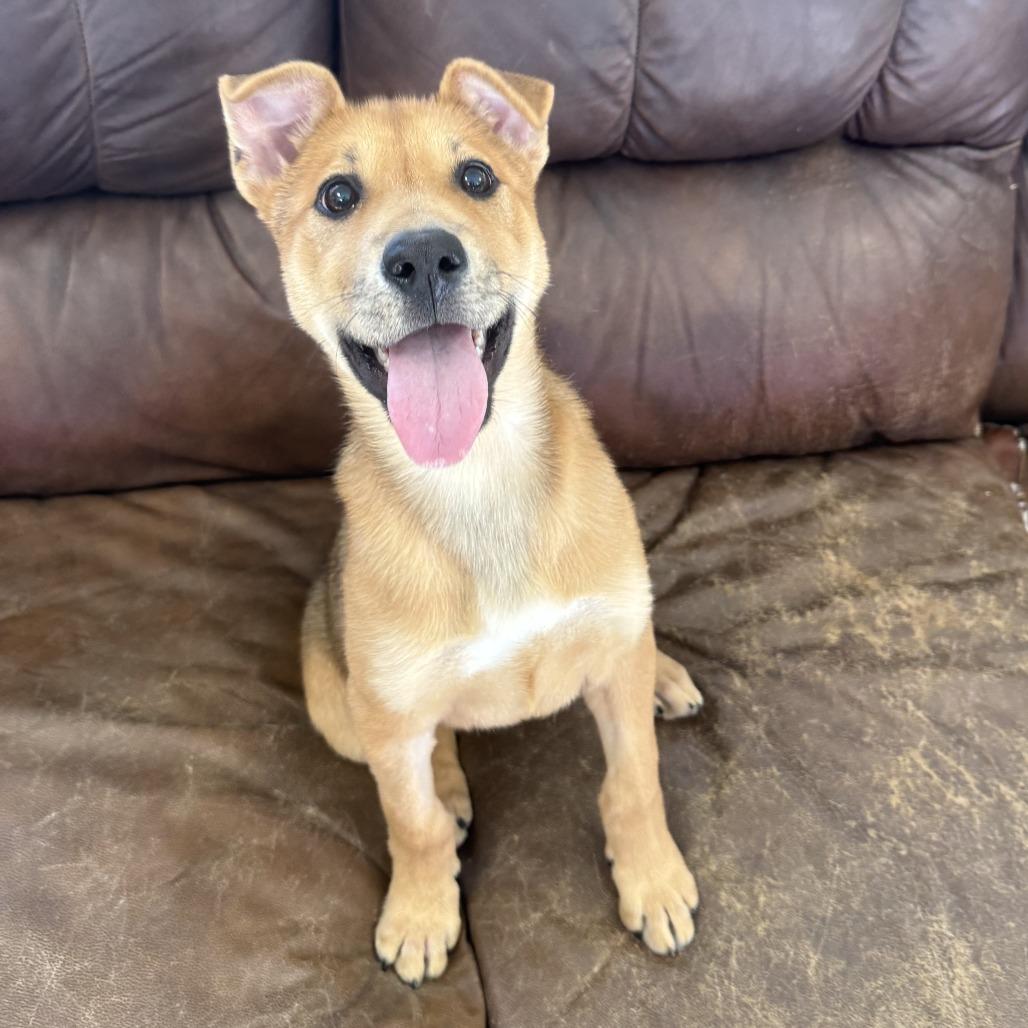 Ruby, a Adoptable Shepherd in Ponca City, OK image 5/6