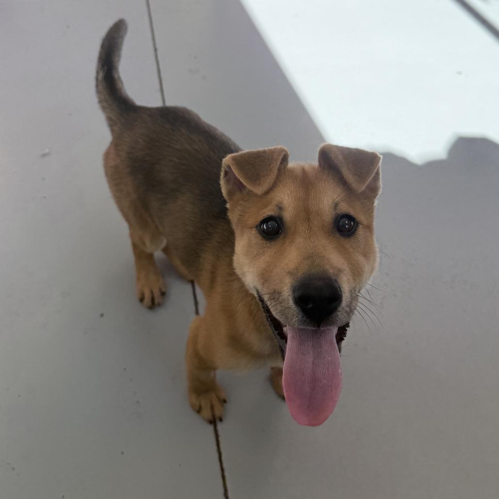 Ruby, a Adoptable Shepherd in Ponca City, OK image 6/6