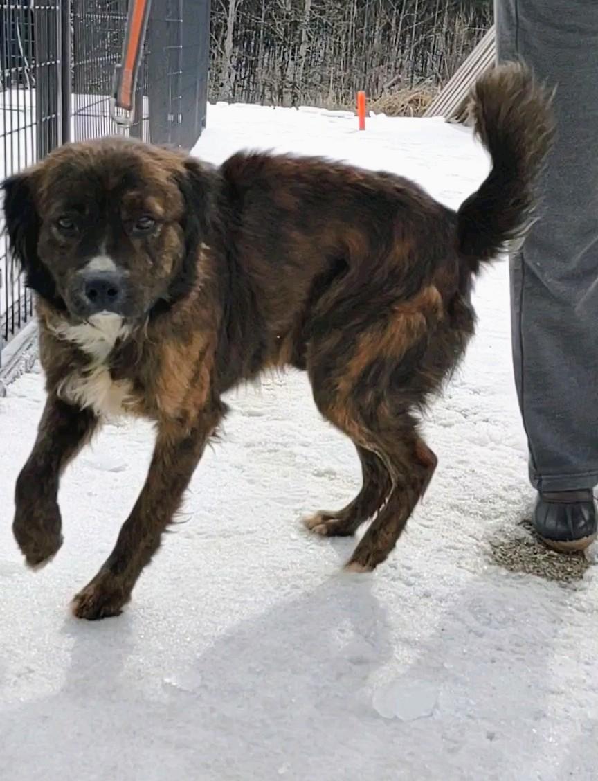 Thomas, an adopted Mixed Breed in Clay City, KY image 2/4