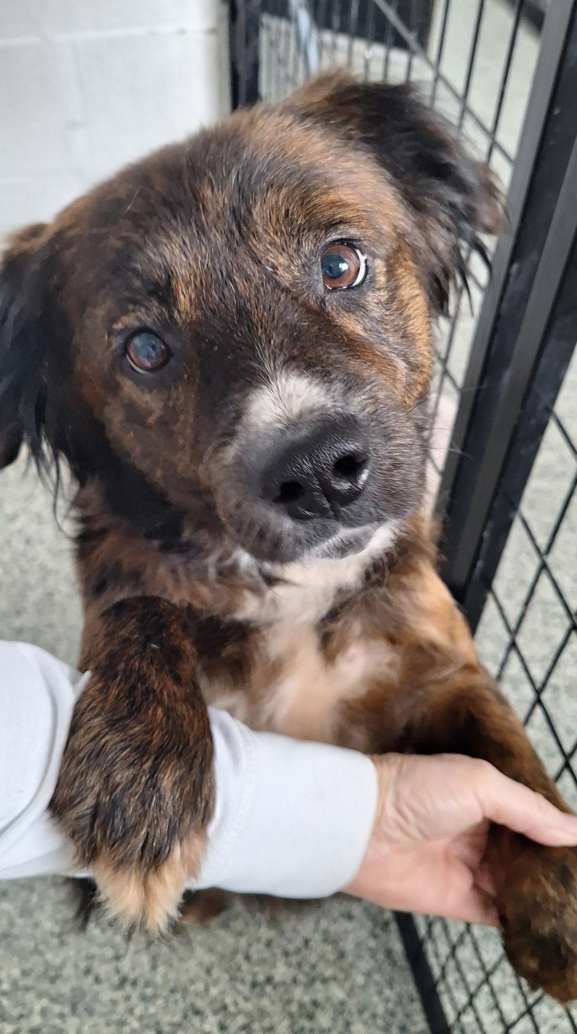 Thomas, an adopted Mixed Breed in Clay City, KY image 1/4