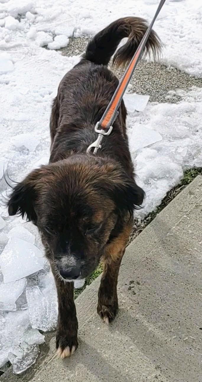 Thomas, an adopted Mixed Breed in Clay City, KY image 3/4