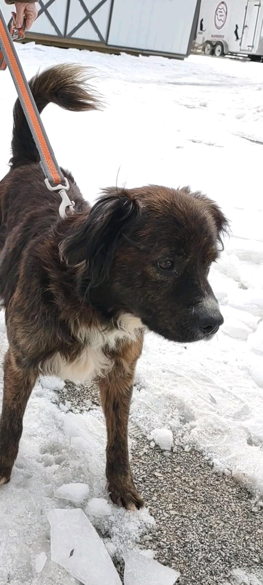 Thomas, an adopted Mixed Breed in Clay City, KY image 4/4