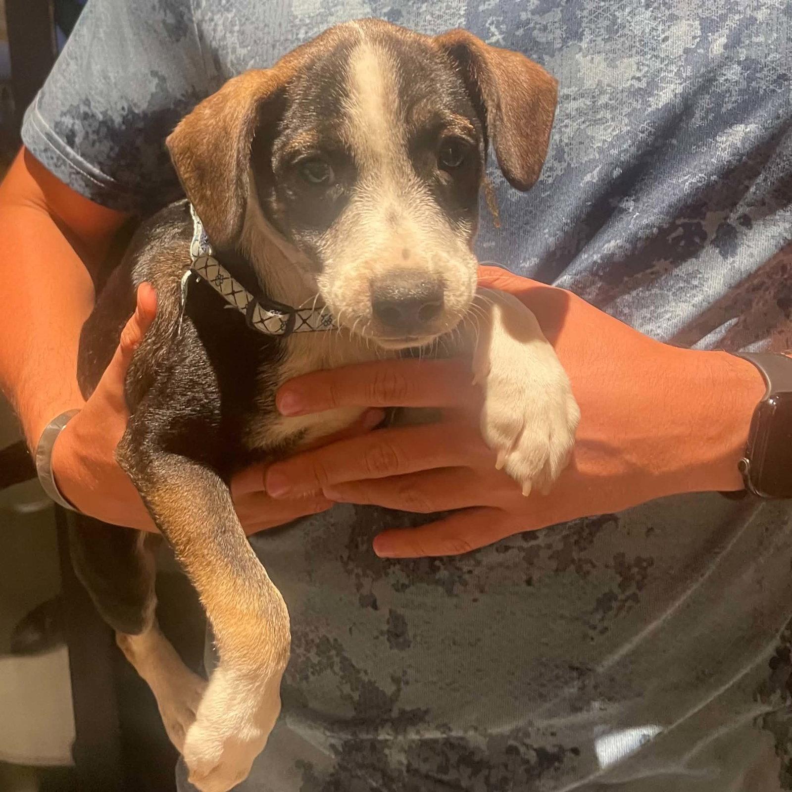 Patch, Adopted, Young Male Beagle & Terrier.