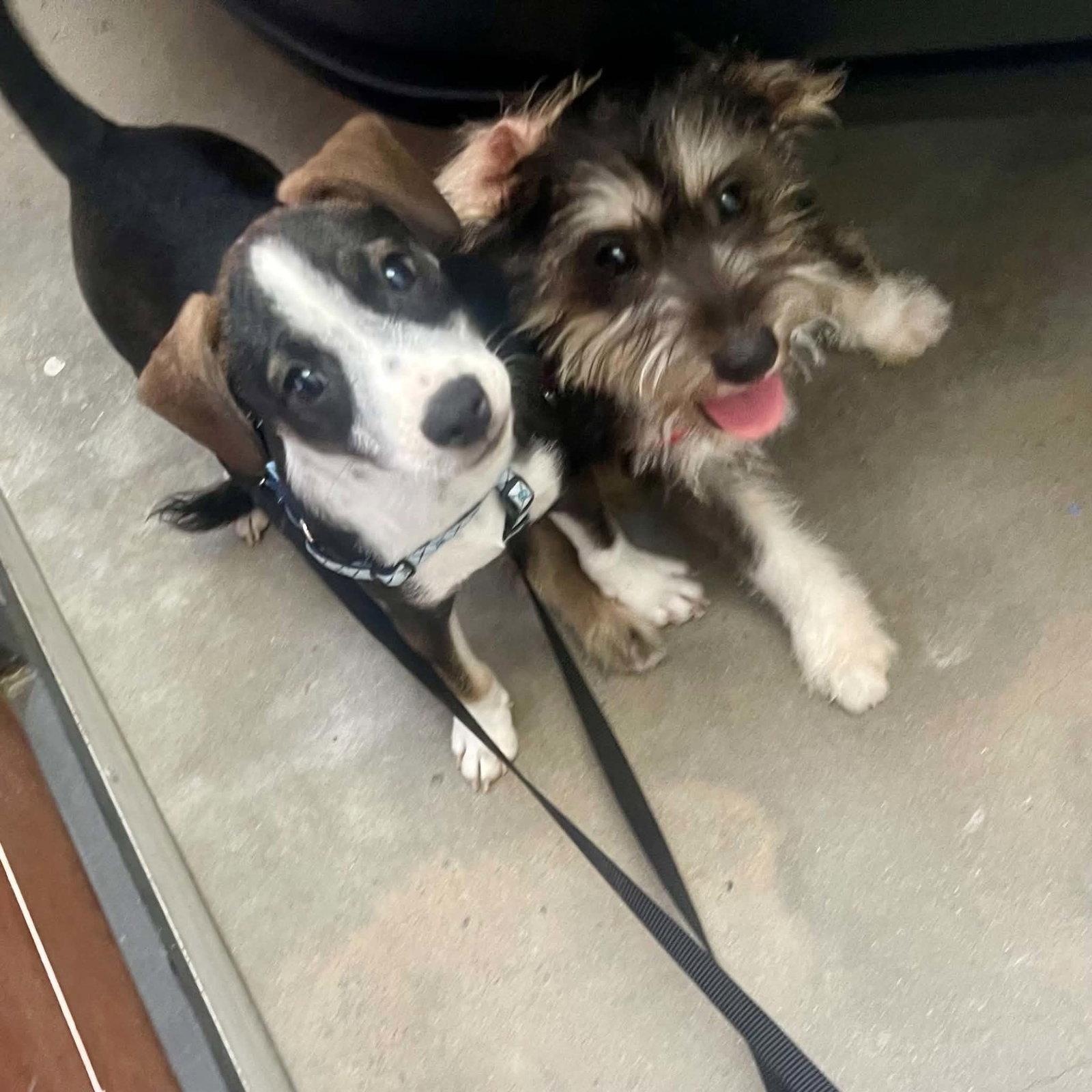 Patch, a Adopted mixed breed in Escondido, CA image 2/3