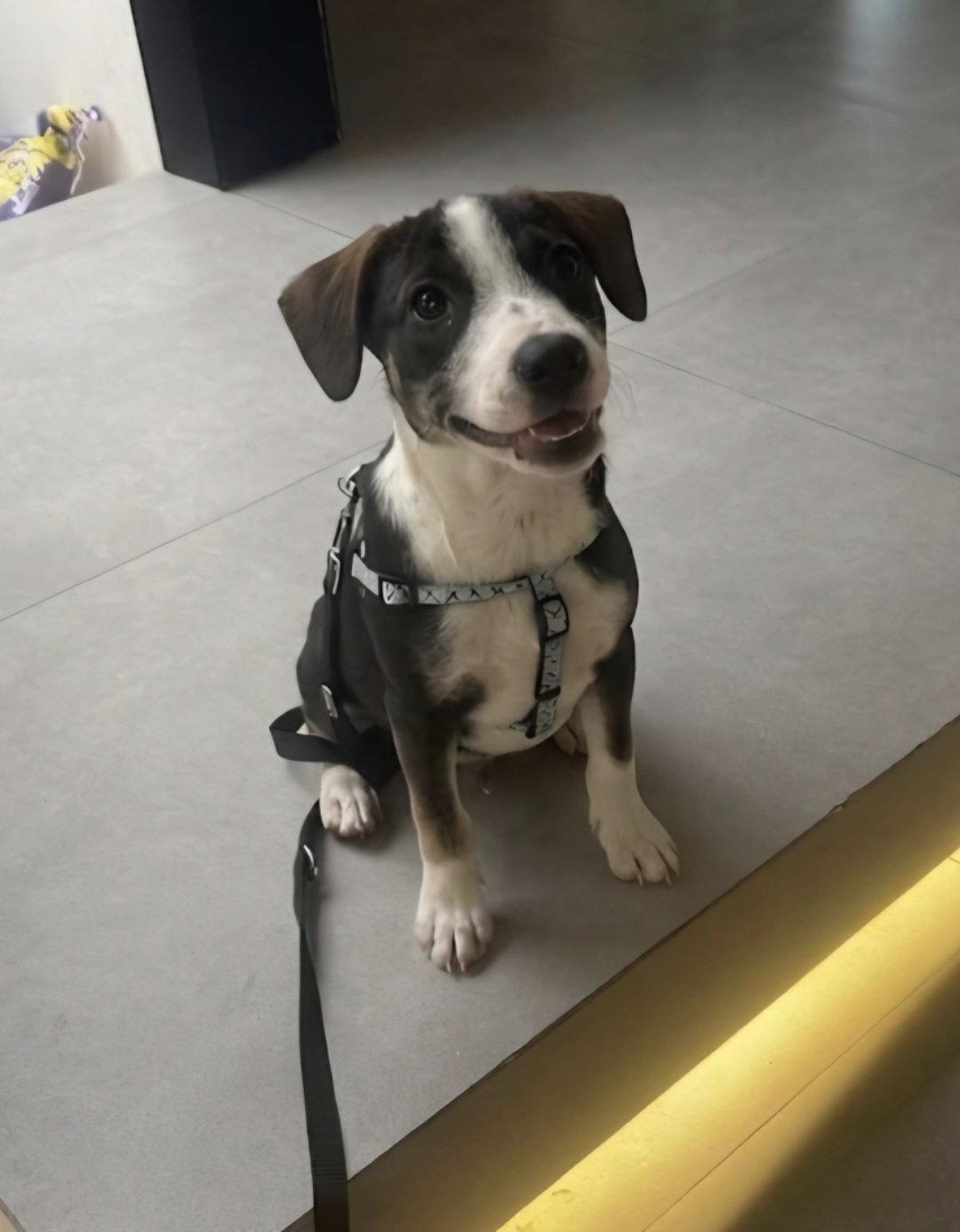 Patch, a Adopted mixed breed in Escondido, CA image 3/3