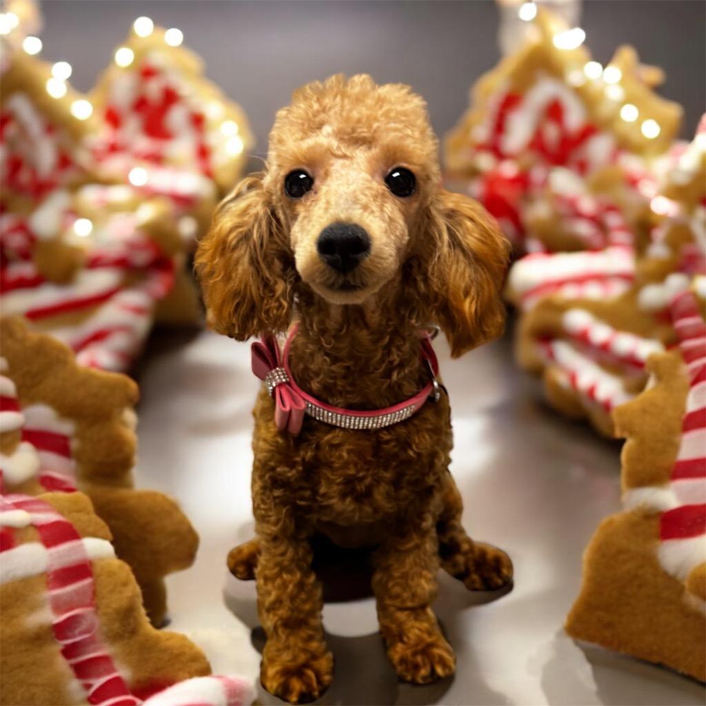 Bernadette-Gorgeous Poodle Puppy!, Adoptable, Puppy Female Poodle.