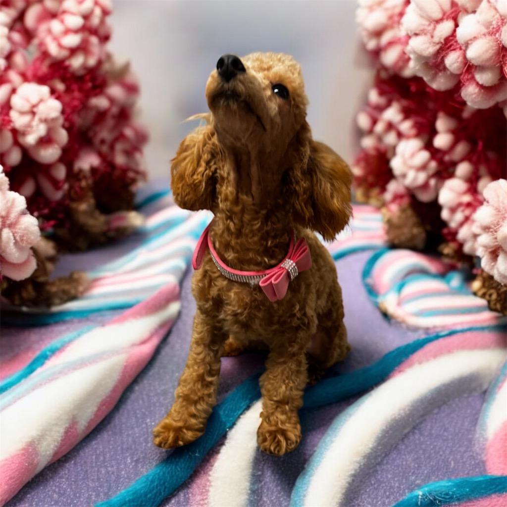 Enlarge Bernadette-Gorgeous Poodle Puppy!, a Adoptable Poodle in Fort Myers, FL image 2/2