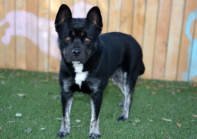 Enlarge GLUEY, a Adoptable mixed breed in West Valley City, UT image 1/1