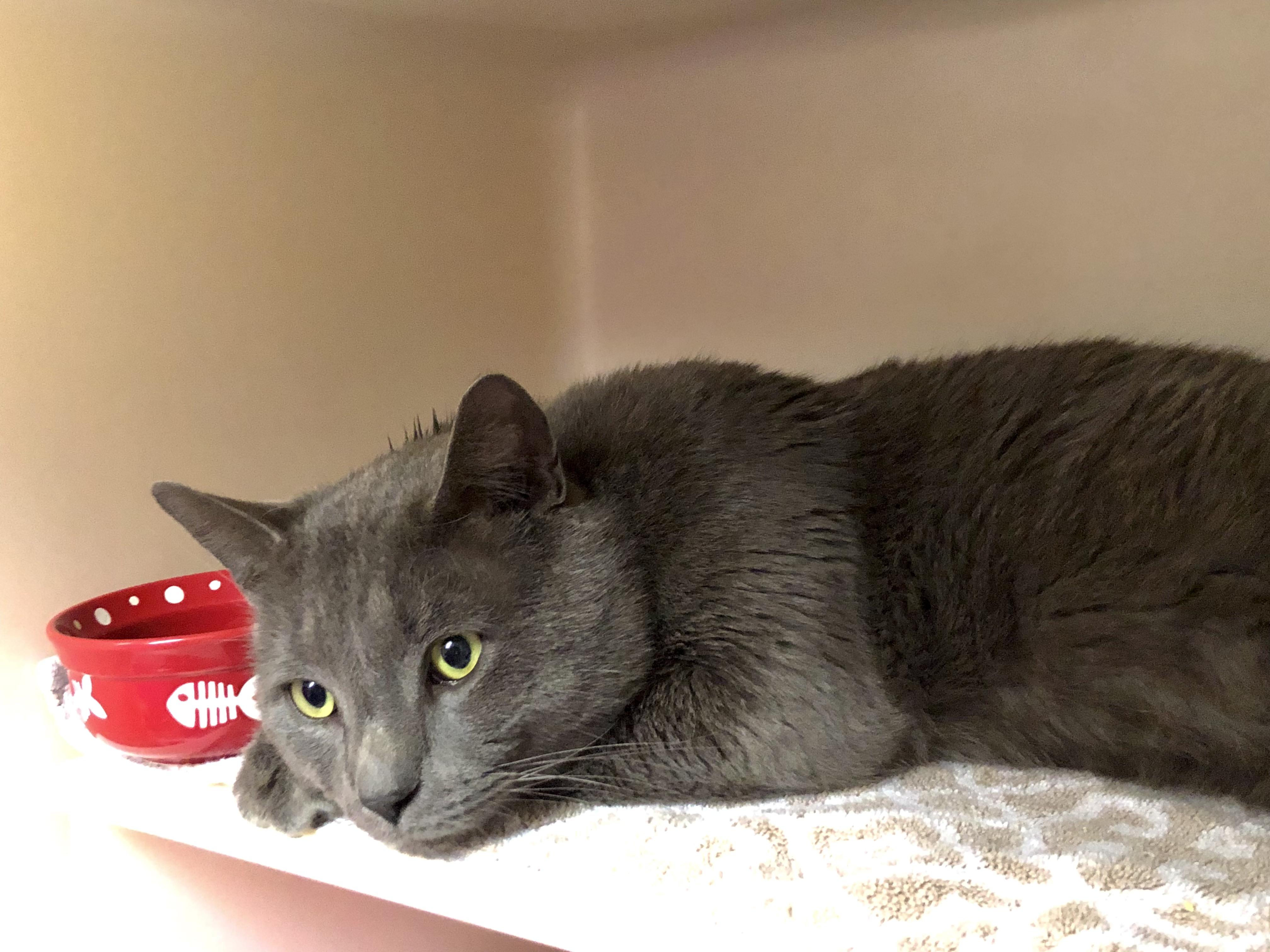 Enlarge Oso, a ADOPTABLE Domestic Short Hair in Salisbury, MA image 5/5