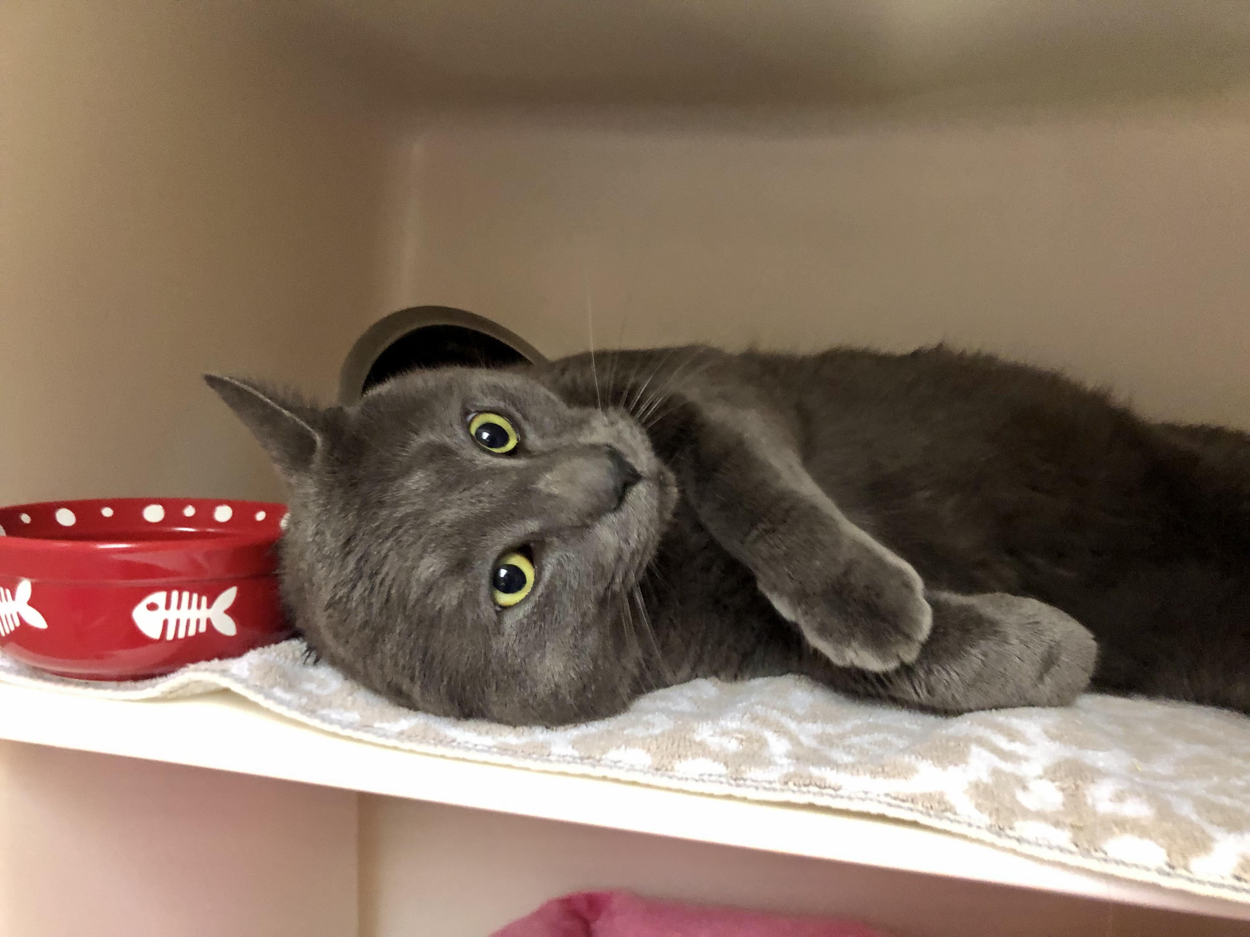 Enlarge Oso, a ADOPTABLE Domestic Short Hair in Salisbury, MA image 3/5