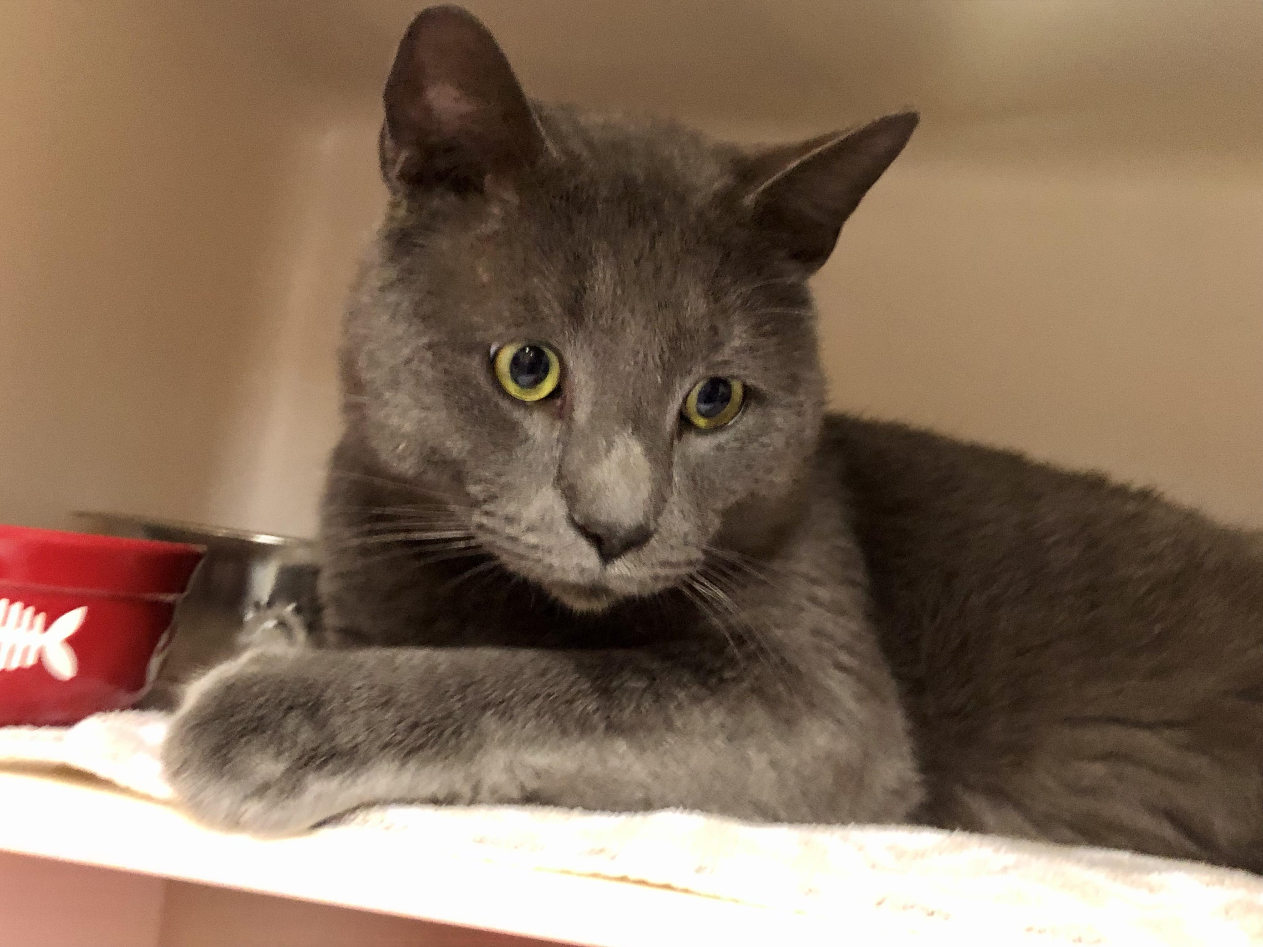 Enlarge Oso, a ADOPTABLE Domestic Short Hair in Salisbury, MA image 1/5