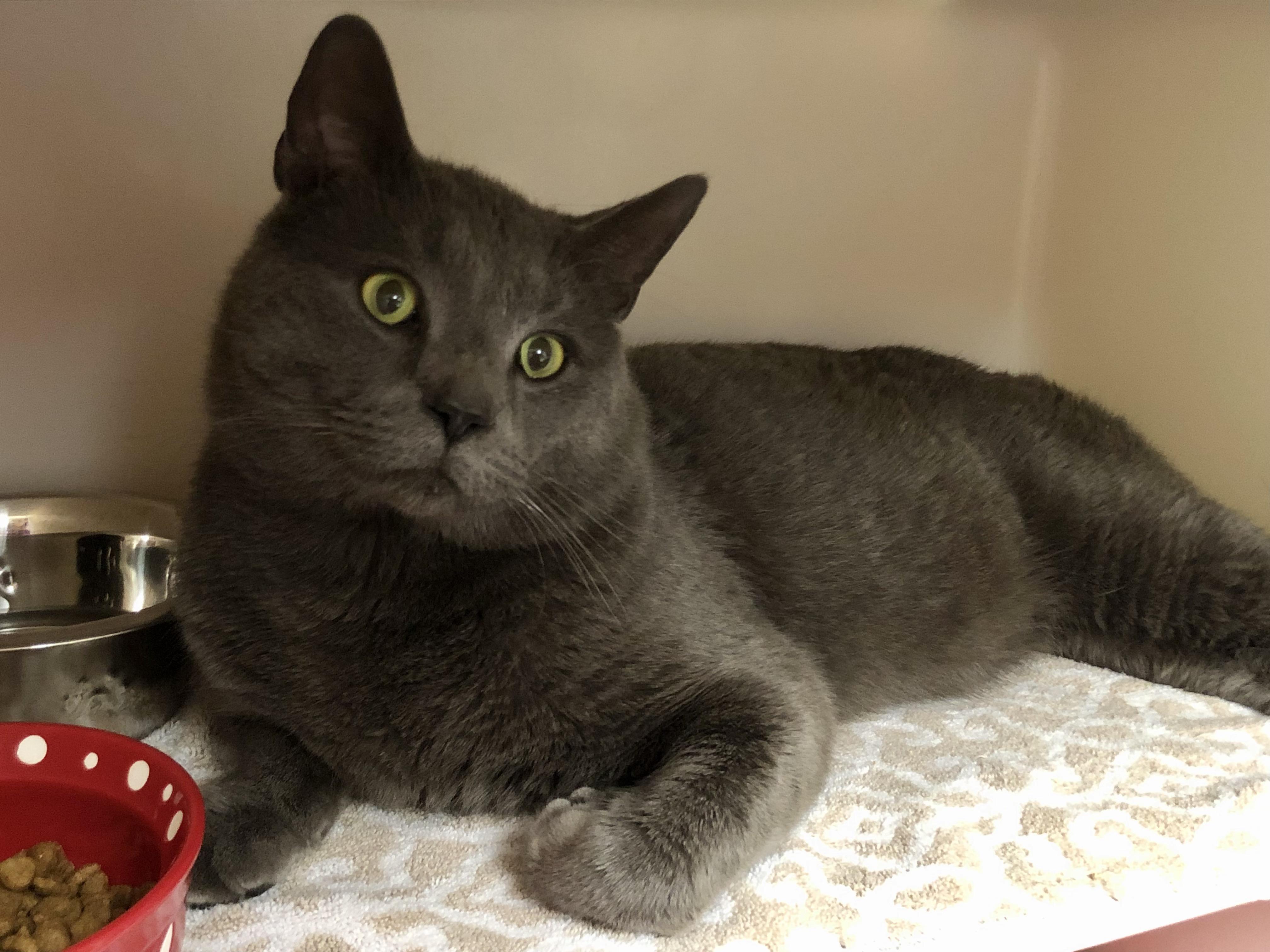 Enlarge Oso, a ADOPTABLE Domestic Short Hair in Salisbury, MA image 4/5
