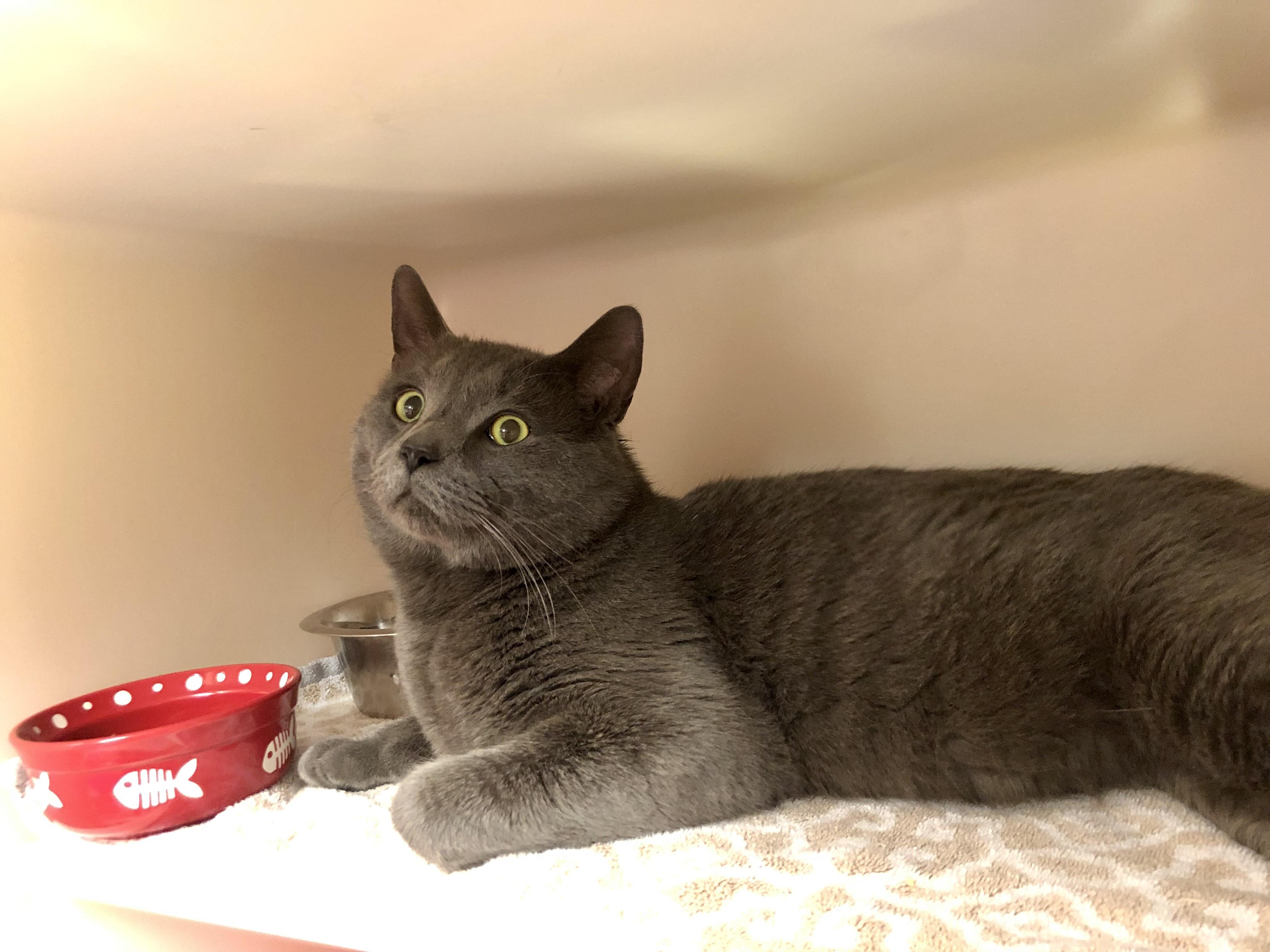 Enlarge Oso, a ADOPTABLE Domestic Short Hair in Salisbury, MA image 2/5