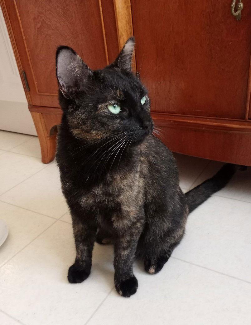 Izzy, a Adoptable mixed breed in Traverse City, MI image 3/3