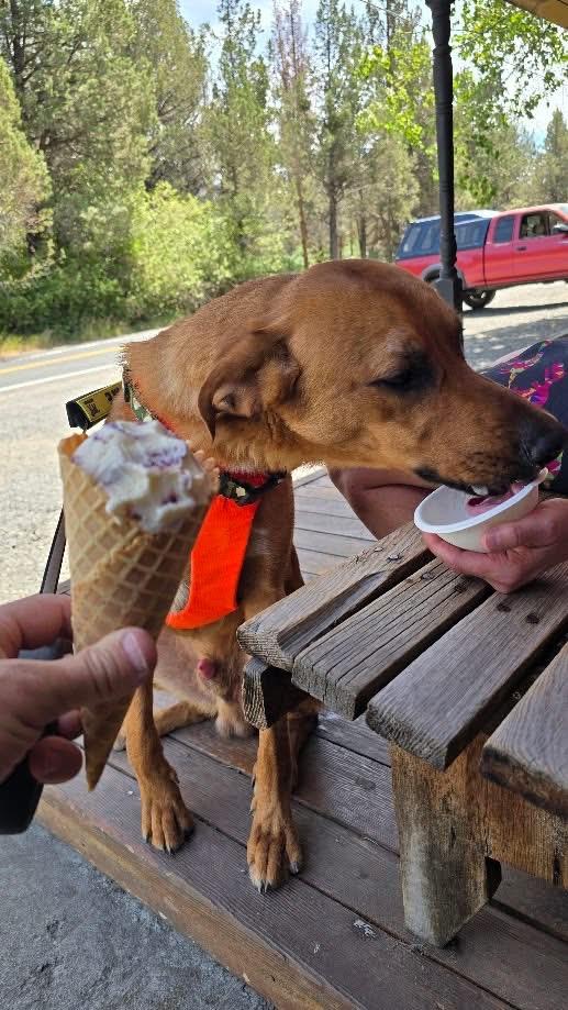 Doby, a ADOPTABLE mixed breed in Prineville, OR image 5/6