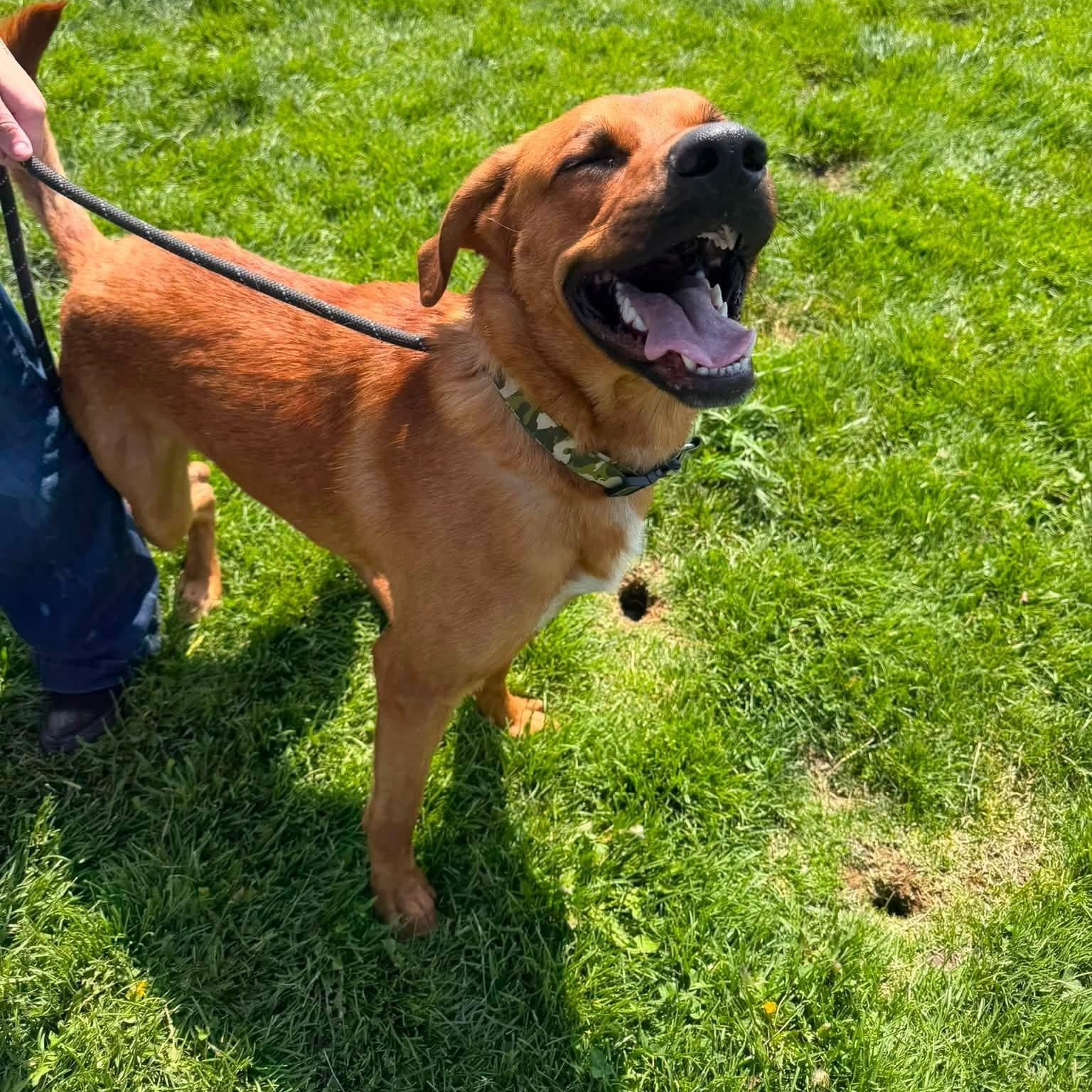Doby, a ADOPTABLE mixed breed in Prineville, OR image 3/6