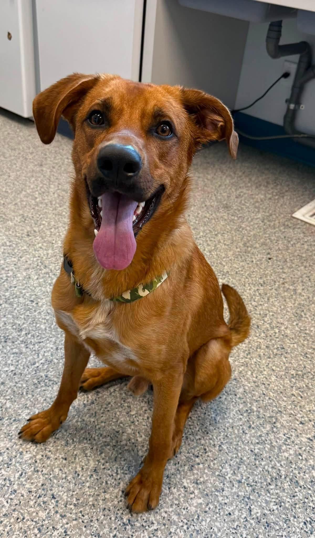 Doby, ADOPTABLE, Adult Male Rhodesian Ridgeback.