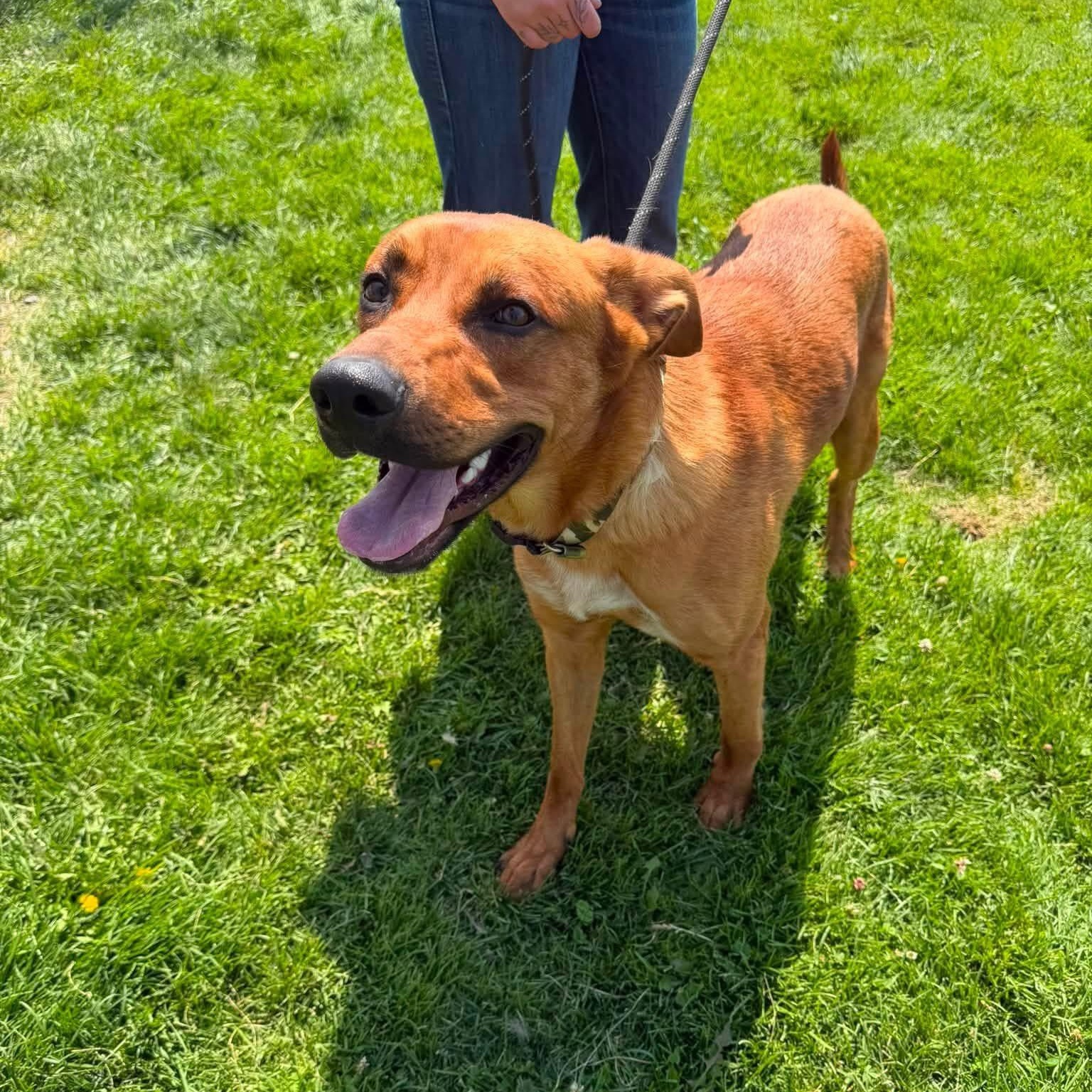 Doby, ADOPTABLE, Adult Male Rhodesian Ridgeback.